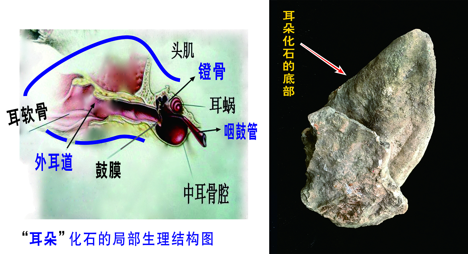 罕见!学者黄锦祥发现亿万年前恐龙类"耳朵"化石