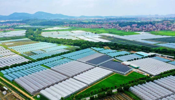 惠安县：多元产业带火乡村经济